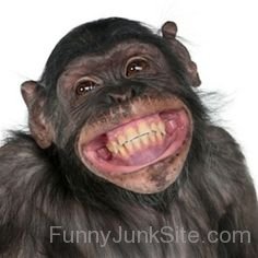 Ape Showing Teeth