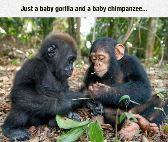 Just A Baby Gorilla