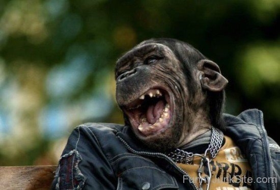 Laughing Ape