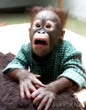 Shocked Baby Ape