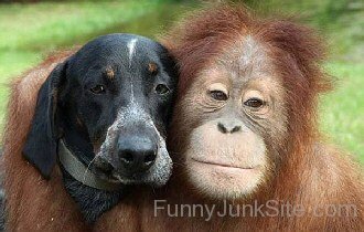 Two Faces In One Body Ape And Dog