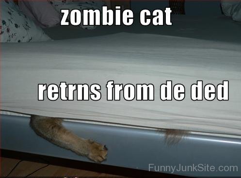Zombie Cat Returns From Dead
