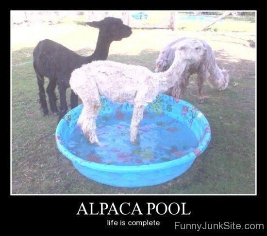 Alpaca Pool-fgi703