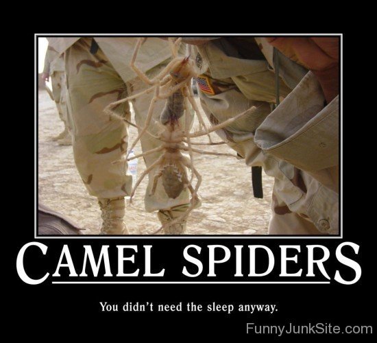 Camel Spiders-juy6029
