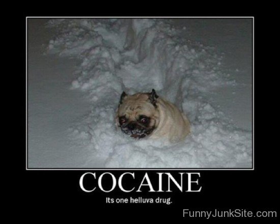 Cocaine Its One Helluva Drug-hjuy6009