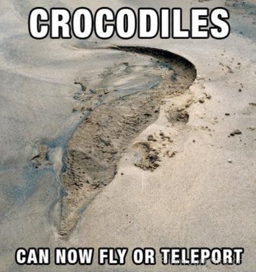 Crocodiles Can Now Fly-hjuy6011