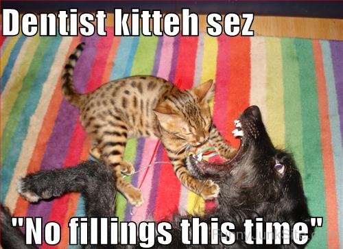 Dentist Kitten-tyu603