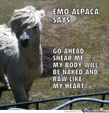 Emo Alpaca Says-fgi709