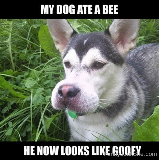 My Dog Ate A Bee-hjuy6068