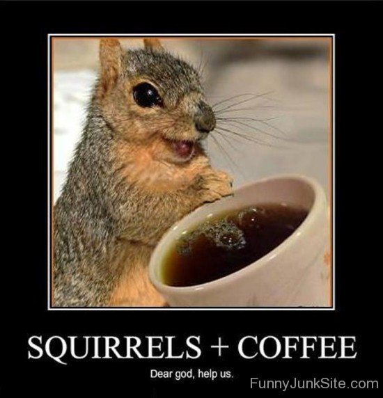 Squirrels And Coffee-fvt436