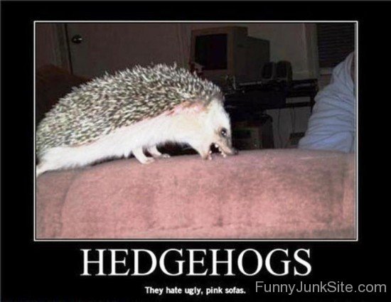 Hedgehogs They Hate Ugly-fd508
