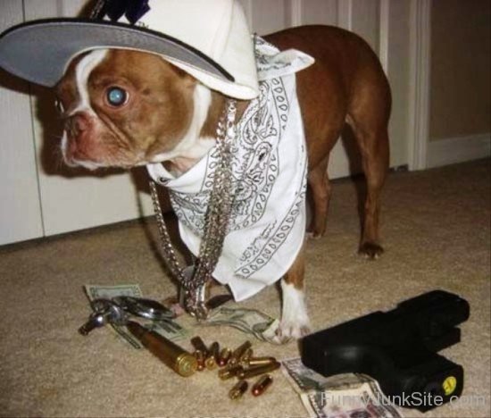 Gangster Dog-wm418