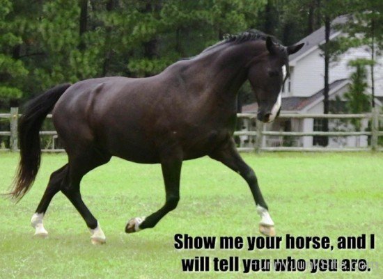 Show Me Your Horse-ab827