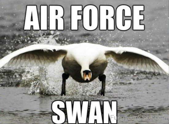 Air Force Swan
