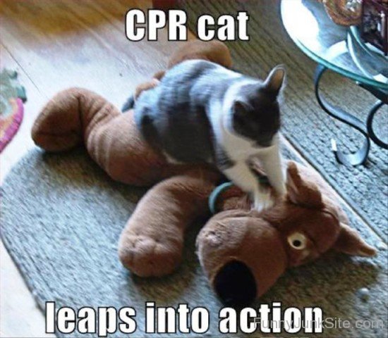 Cpr Cat Leaps Into Action-rlo905