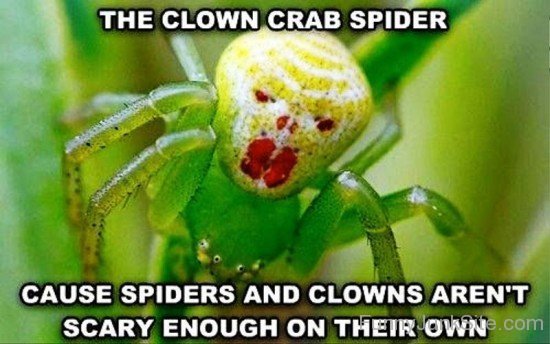The Clown Grab Spider-tfj721