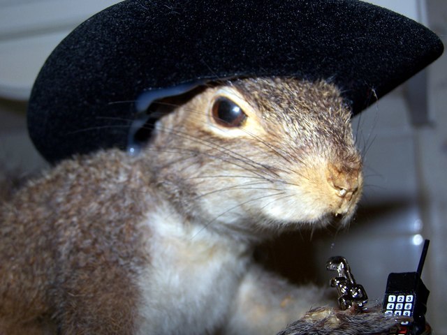 Cowboy squirrel