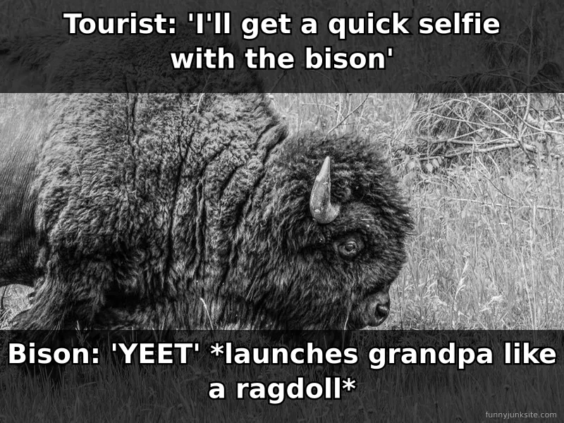 Yellowstone bison meme: massive bison charging at tourists, funny about wildlife encounter gone wrong
