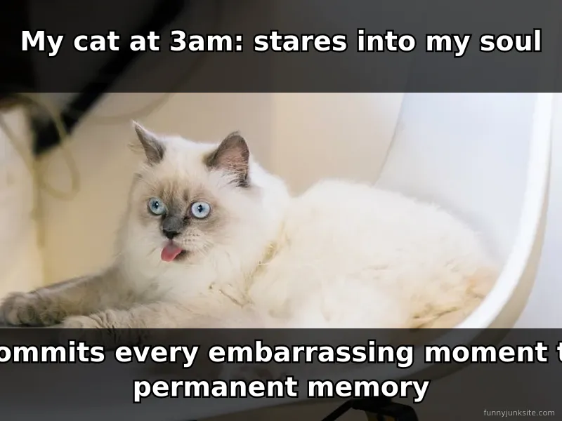 Funny cat meme of grumpy kitty giving judging stare, cat humor image