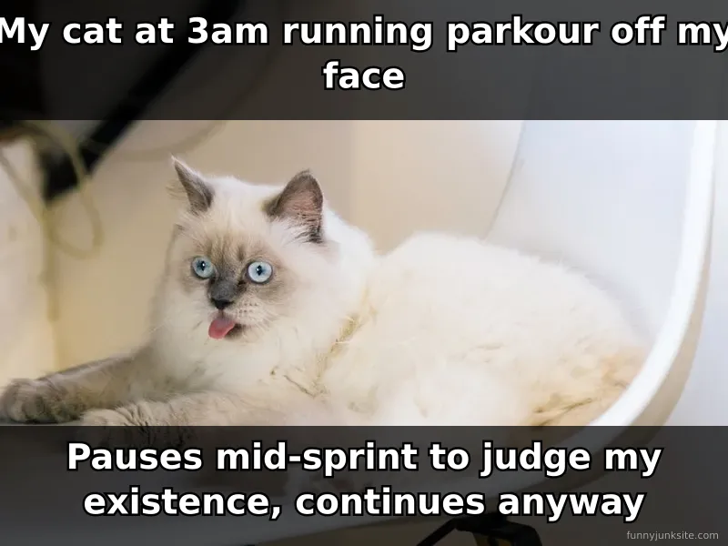 Funny cat meme about 3am zoomies and judging owners, hilarious pet behavior joke