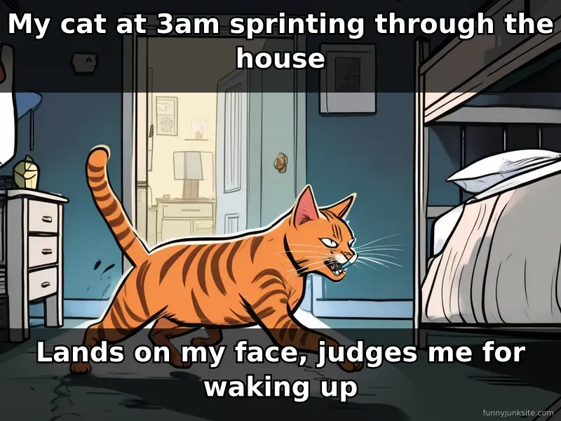 Funny cat meme showing tabby doing 3am zoomies and judging owner