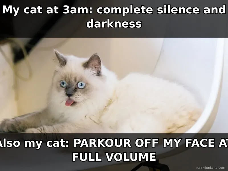 Funny cat meme about cats doing zoomies at 3am, jumping and running wildly through dark house