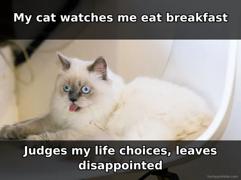 Funny cat meme: grumpy tabby with serious expression looking directly at camera, funny judgment meme about cats judging owners