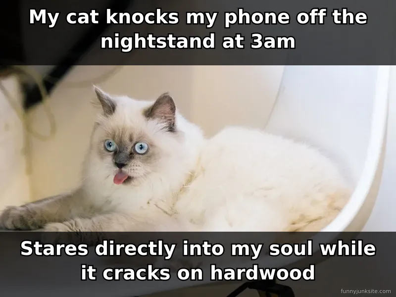 Funny cat meme: grumpy cat staring intensely in the dark, surrounded by broken phone. Classic cat behavior humor.