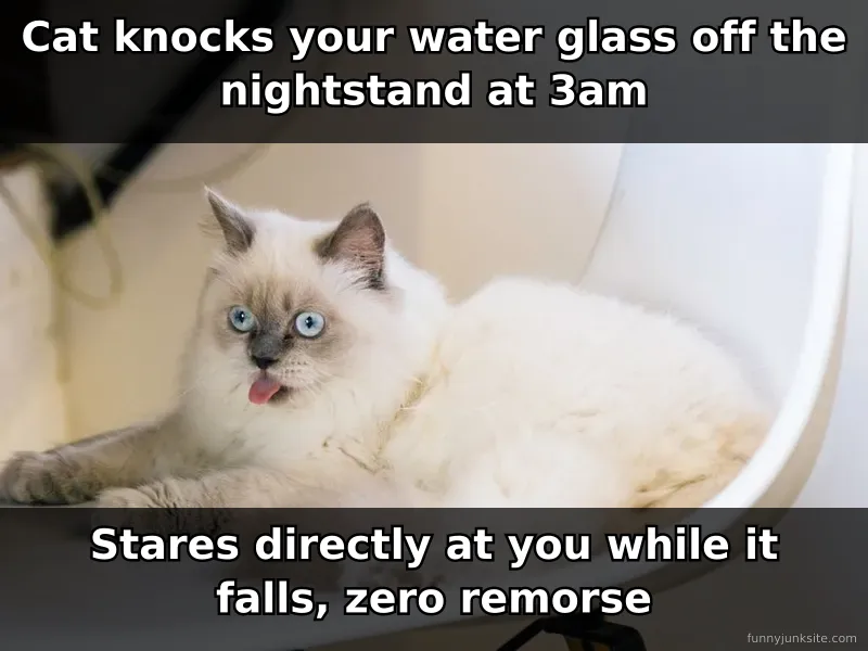 Funny cat meme: orange tabby with intense glare in dim bedroom lighting, judgmental expression, meme about cats being jerks at night.