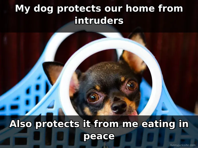Funny dog meme: golden retriever staring intently at owner eating food, hilarious pet humor