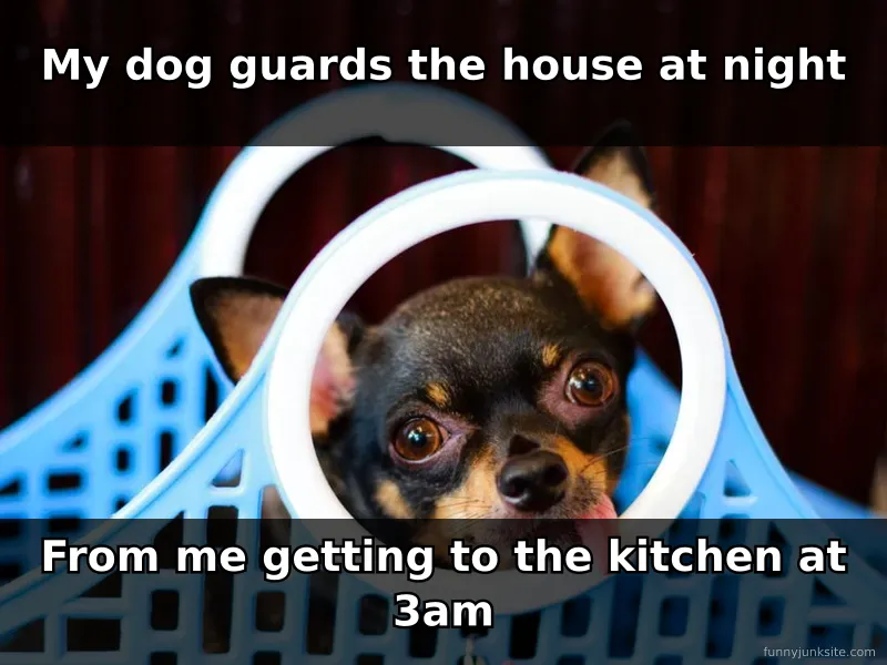 Vigilant dog blocking kitchen doorway at night, funny dog meme about preventing midnight snacks