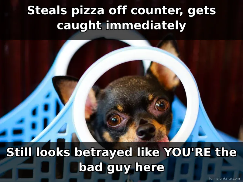 Funny dog meme: golden retriever with pizza in mouth, sad puppy eyes, cute dog picture funny with ironic guilt expression.