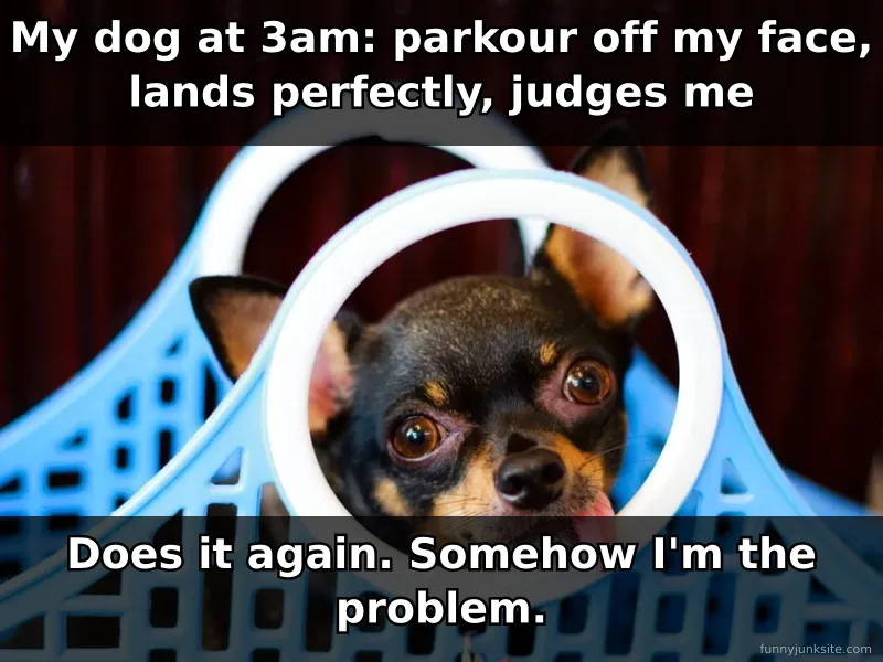 Funny dog meme showing energetic pet running at night, captured mid-action, hilarious pet humor
