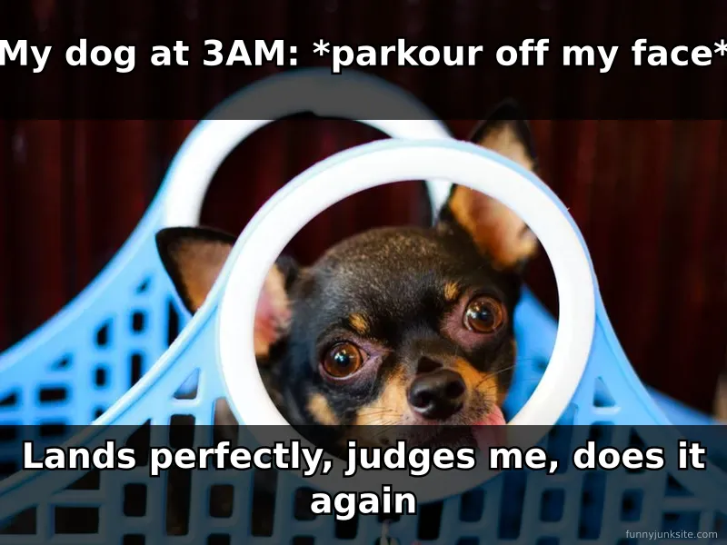 Funny dog meme showing pet mid-jump at night, relatable humor about dog zoomies and sleep disruption for owners.