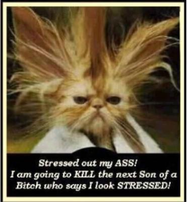 Stressed Cat