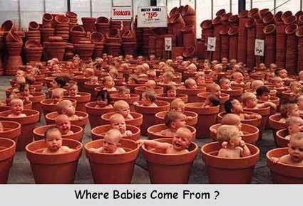 Baby Plantation