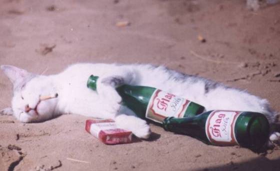 Funny Drunkard Cat