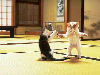 Karate Kitty