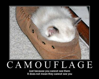 Funny Cat Picture #3