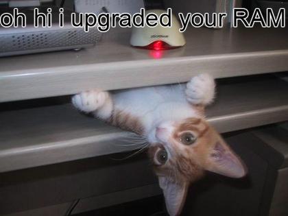 Funny Cat Picture #8