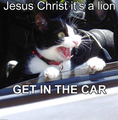 Funny Cat Picture #9