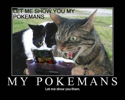 Funny Cat Picture #12