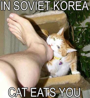 Funny Cat Picture #18
