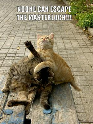 Funny Cat Picture #32