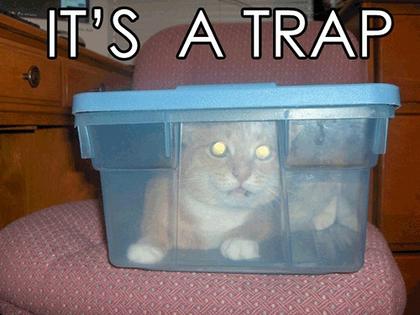 Funny Cat Picture #38