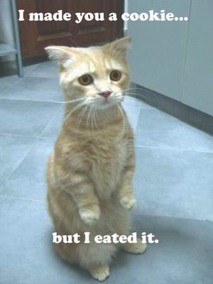 Funny Cat Picture #44
