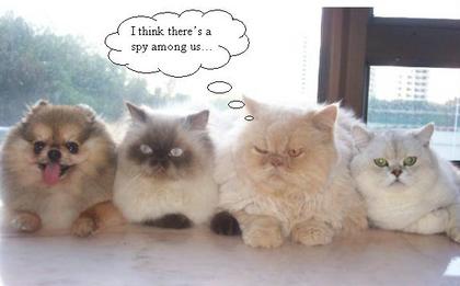 Funny Cat Picture #61