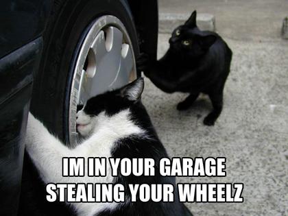 Funny Cat Picture #66